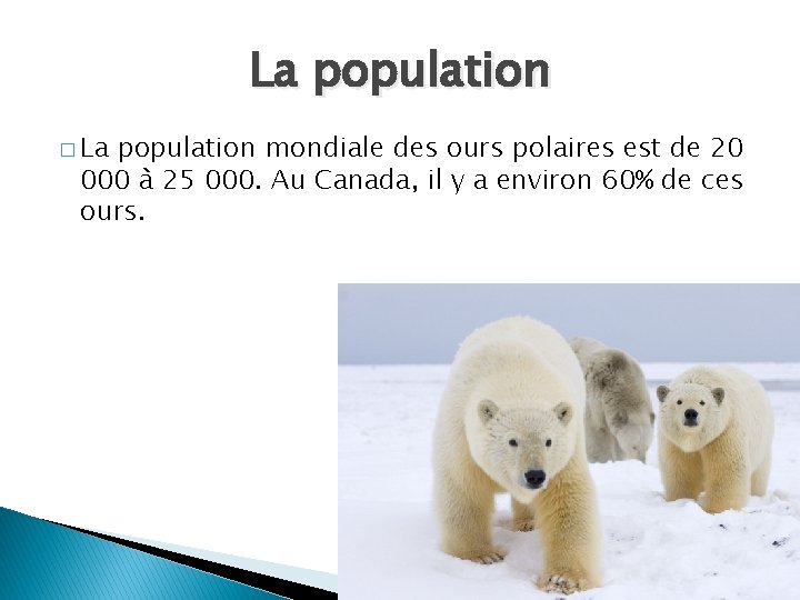 La population � La population mondiale des ours polaires est de 20 000 à