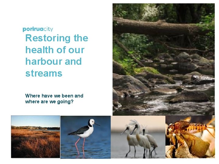 Restoring the health of our harbour and streams Where have we been and where