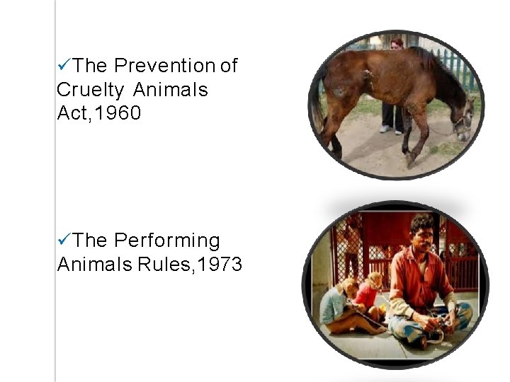 The Prevention of Cruelty Animals Act, 1960 The Performing Animals Rules, 1973 The Prevention of Cruelty Animals Act, 1960 The Performing Animals Rules, 1973