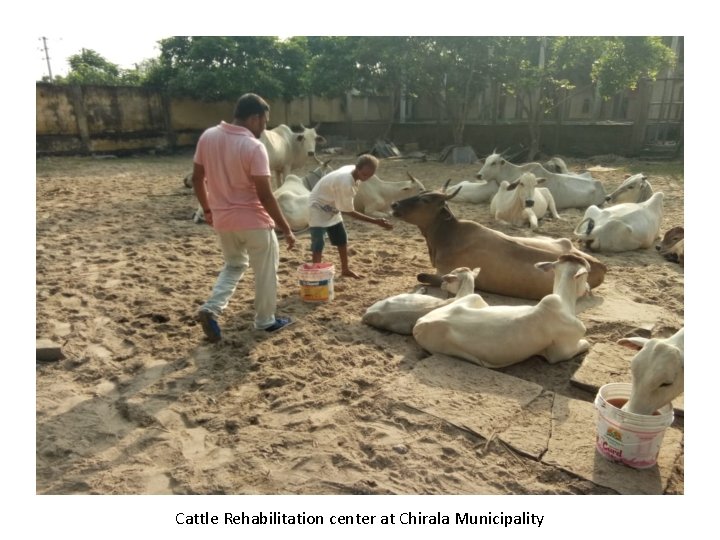 Cattle Rehabilitation center at Chirala Municipality Cattle Rehabilitation center at Chirala Municipality