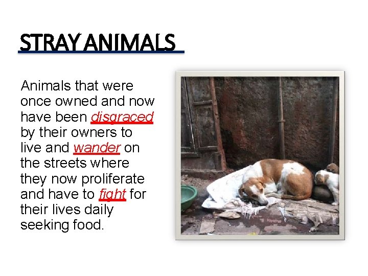 STRAY ANIMALS Animals that were once owned and now have been disgraced by their STRAY ANIMALS Animals that were once owned and now have been disgraced by their