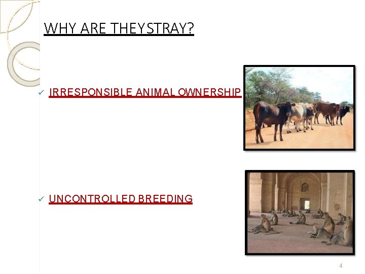 WHY ARE THEY STRAY? IRRESPONSIBLE ANIMAL OWNERSHIP UNCONTROLLED BREEDING 4 WHY ARE THEY STRAY? IRRESPONSIBLE ANIMAL OWNERSHIP UNCONTROLLED BREEDING 4