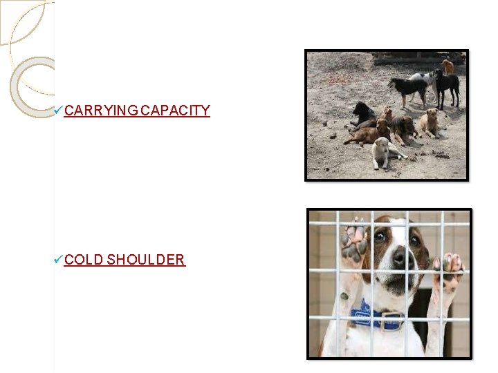 CARRYING CAPACITY COLD SHOULDER CARRYING CAPACITY COLD SHOULDER