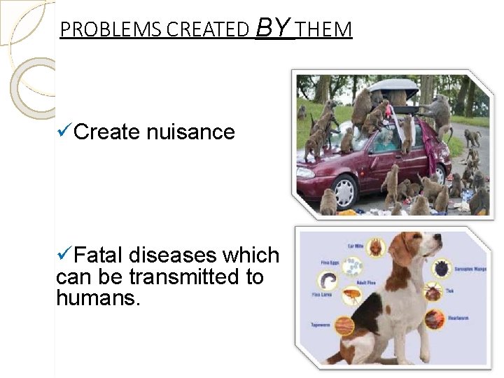 PROBLEMS CREATED BY THEM Create nuisance Fatal diseases which can be transmitted to humans. PROBLEMS CREATED BY THEM Create nuisance Fatal diseases which can be transmitted to humans.