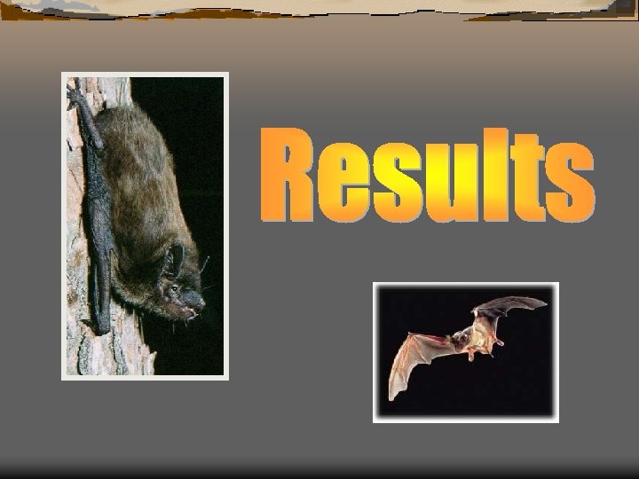 Mabs Rabies Rabies in Texas Bats Spectrum of Disease and