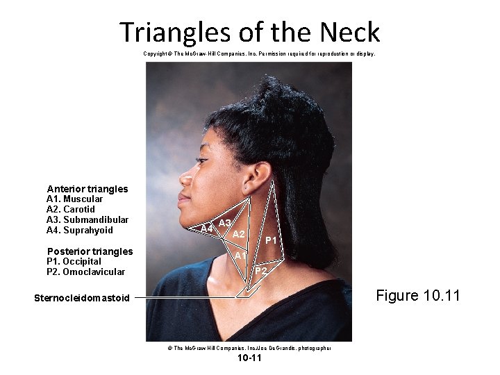 Triangles of the Neck Copyright © The Mc. Graw-Hill Companies, Inc. Permission required for