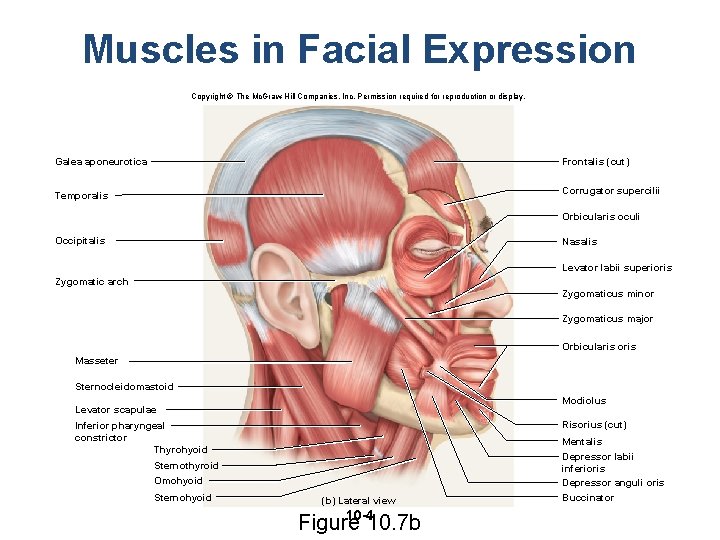 Muscles in Facial Expression Copyright © The Mc. Graw-Hill Companies, Inc. Permission required for