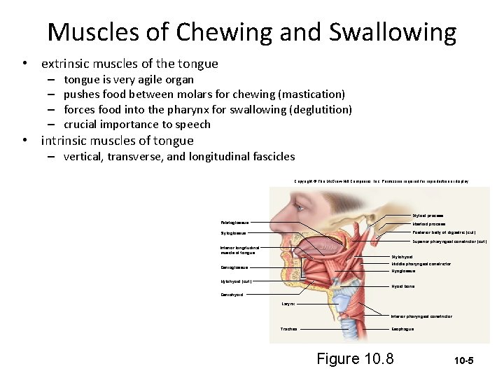 Muscles of Chewing and Swallowing • extrinsic muscles of the tongue – – tongue