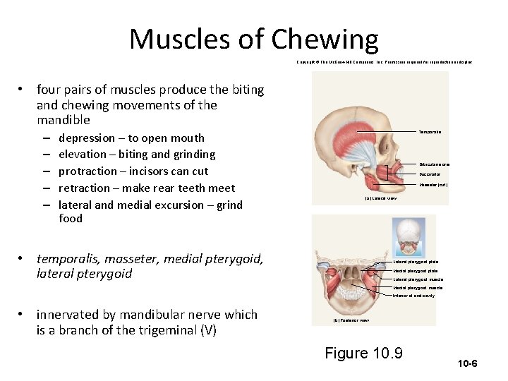Muscles of Chewing Copyright © The Mc. Graw-Hill Companies, Inc. Permission required for reproduction