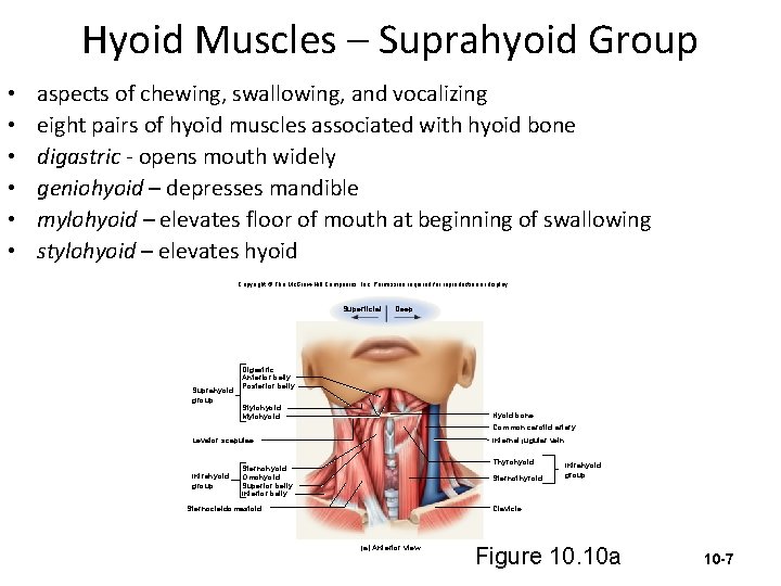 Hyoid Muscles – Suprahyoid Group • • • aspects of chewing, swallowing, and vocalizing