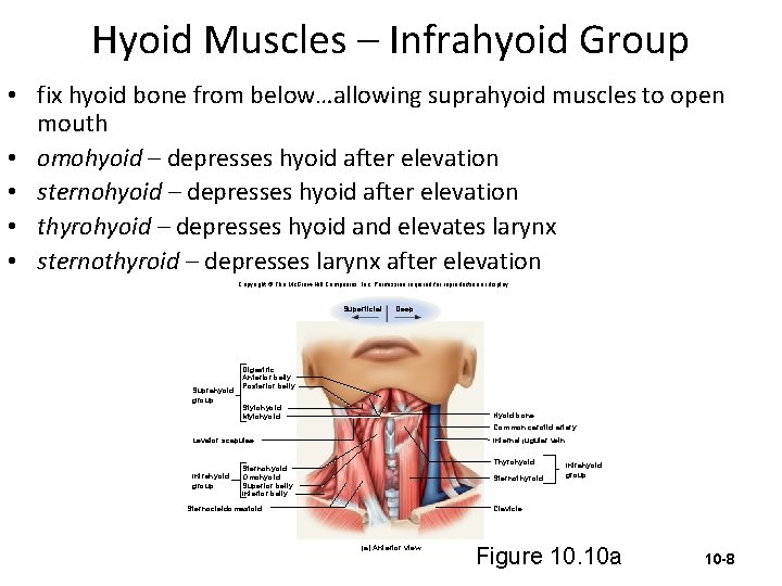 Hyoid Muscles – Infrahyoid Group • fix hyoid bone from below…allowing suprahyoid muscles to