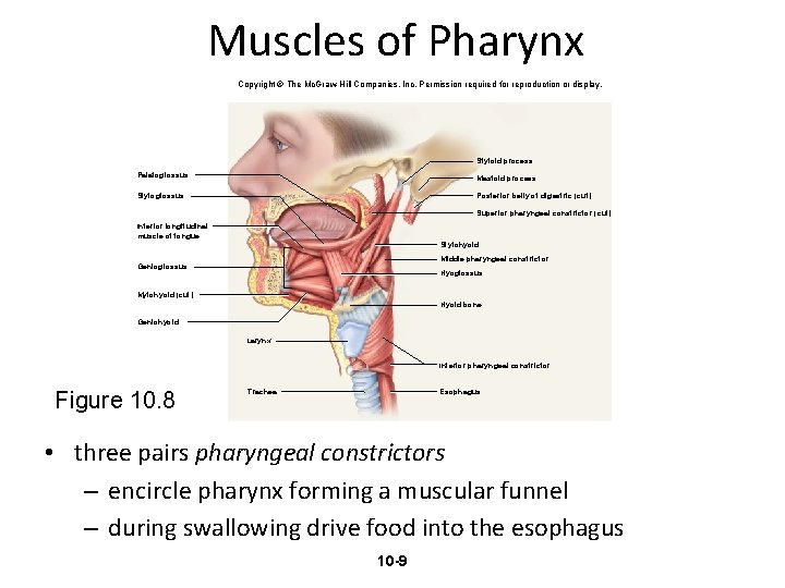 Muscles of Pharynx Copyright © The Mc. Graw-Hill Companies, Inc. Permission required for reproduction