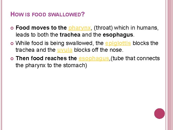 HOW IS FOOD SWALLOWED? Food moves to the pharynx, (throat) which in humans, leads HOW IS FOOD SWALLOWED? Food moves to the pharynx, (throat) which in humans, leads