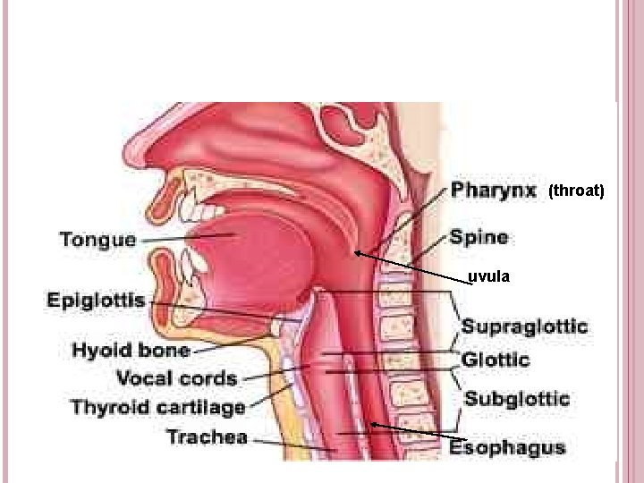(throat) uvula (throat) uvula