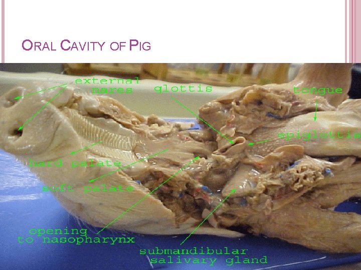 ORAL CAVITY OF PIG ORAL CAVITY OF PIG