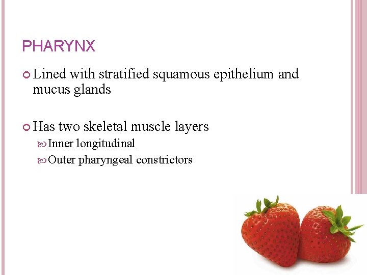 PHARYNX Lined with stratified squamous epithelium and mucus glands Has two skeletal muscle layers PHARYNX Lined with stratified squamous epithelium and mucus glands Has two skeletal muscle layers