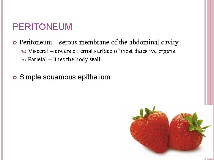 PERITONEUM Peritoneum – serous membrane of the abdominal cavity Visceral – covers external surface PERITONEUM Peritoneum – serous membrane of the abdominal cavity Visceral – covers external surface