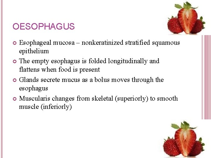 OESOPHAGUS Esophageal mucosa – nonkeratinized stratified squamous epithelium The empty esophagus is folded longitudinally OESOPHAGUS Esophageal mucosa – nonkeratinized stratified squamous epithelium The empty esophagus is folded longitudinally