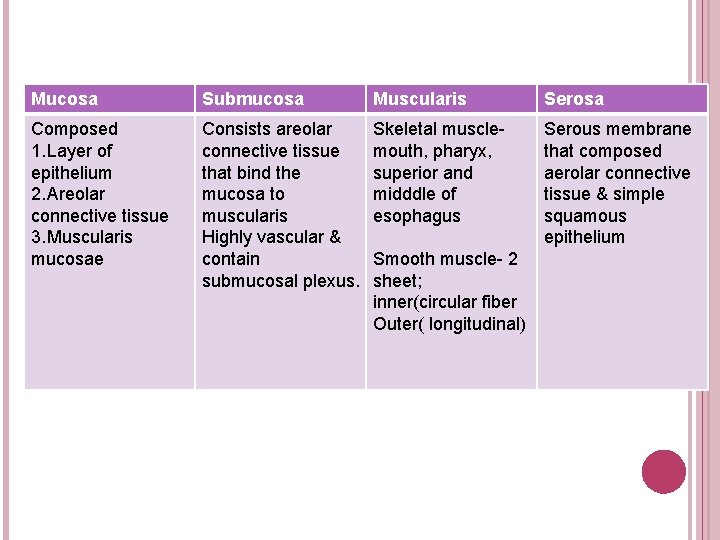 Mucosa Submucosa Muscularis Serosa Composed 1. Layer of epithelium 2. Areolar connective tissue 3. Mucosa Submucosa Muscularis Serosa Composed 1. Layer of epithelium 2. Areolar connective tissue 3.