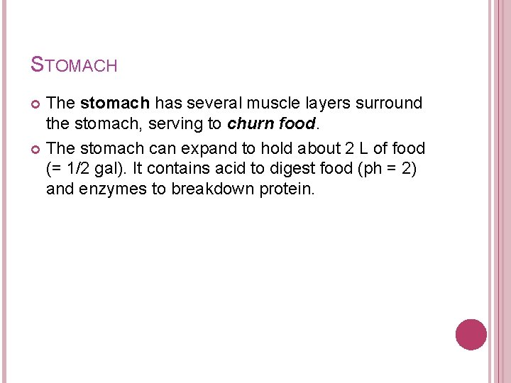 STOMACH The stomach has several muscle layers surround the stomach, serving to churn food. STOMACH The stomach has several muscle layers surround the stomach, serving to churn food.