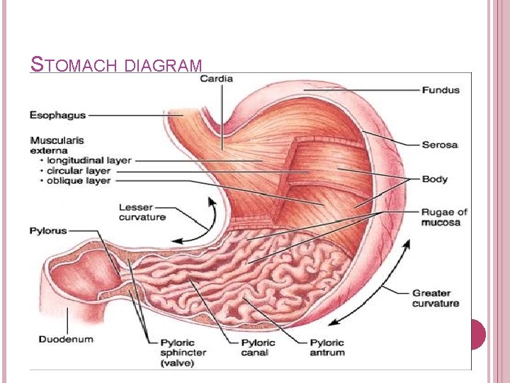 STOMACH DIAGRAM STOMACH DIAGRAM