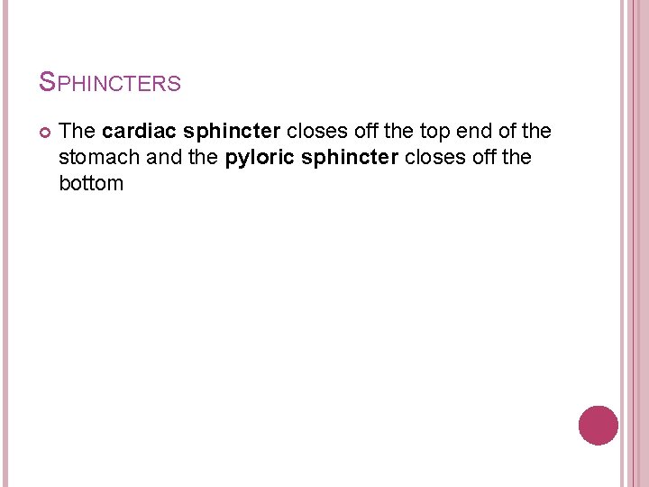 SPHINCTERS The cardiac sphincter closes off the top end of the stomach and the SPHINCTERS The cardiac sphincter closes off the top end of the stomach and the