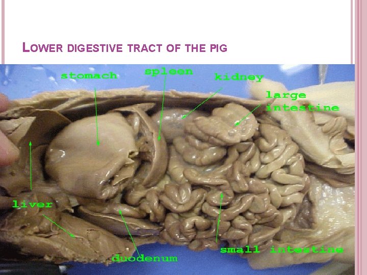 LOWER DIGESTIVE TRACT OF THE PIG LOWER DIGESTIVE TRACT OF THE PIG