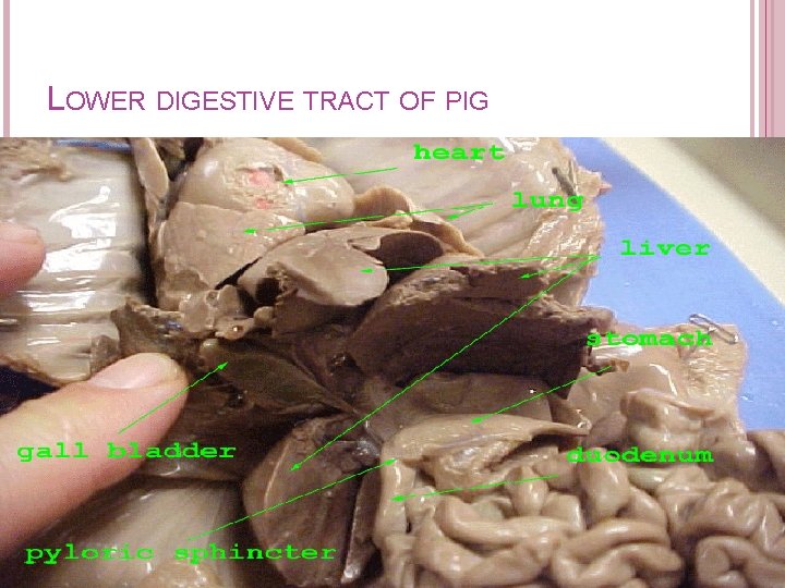 LOWER DIGESTIVE TRACT OF PIG LOWER DIGESTIVE TRACT OF PIG