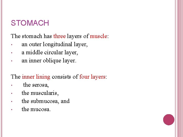 STOMACH The stomach has three layers of muscle: • an outer longitudinal layer, • STOMACH The stomach has three layers of muscle: • an outer longitudinal layer, •