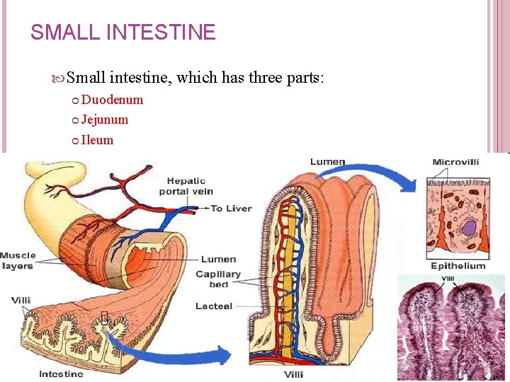 SMALL INTESTINE Small intestine, which has three parts: Duodenum Jejunum Ileum SMALL INTESTINE Small intestine, which has three parts: Duodenum Jejunum Ileum