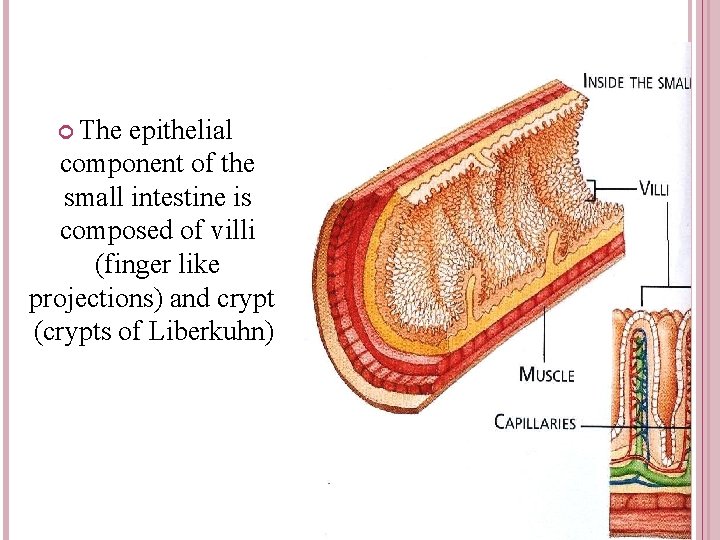 The epithelial component of the small intestine is composed of villi (finger like The epithelial component of the small intestine is composed of villi (finger like