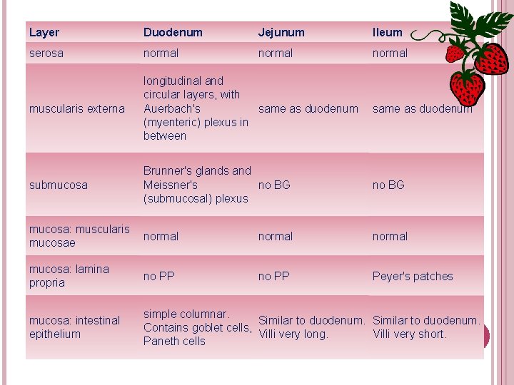 Layer Duodenum Jejunum Ileum serosa normal muscularis externa longitudinal and circular layers, with Auerbach's Layer Duodenum Jejunum Ileum serosa normal muscularis externa longitudinal and circular layers, with Auerbach's