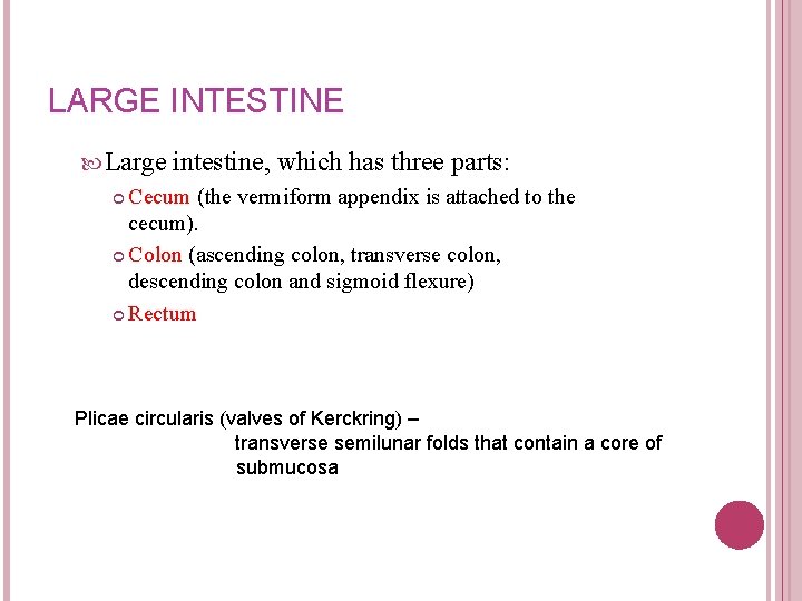 LARGE INTESTINE Large intestine, which has three parts: Cecum (the vermiform appendix is attached LARGE INTESTINE Large intestine, which has three parts: Cecum (the vermiform appendix is attached