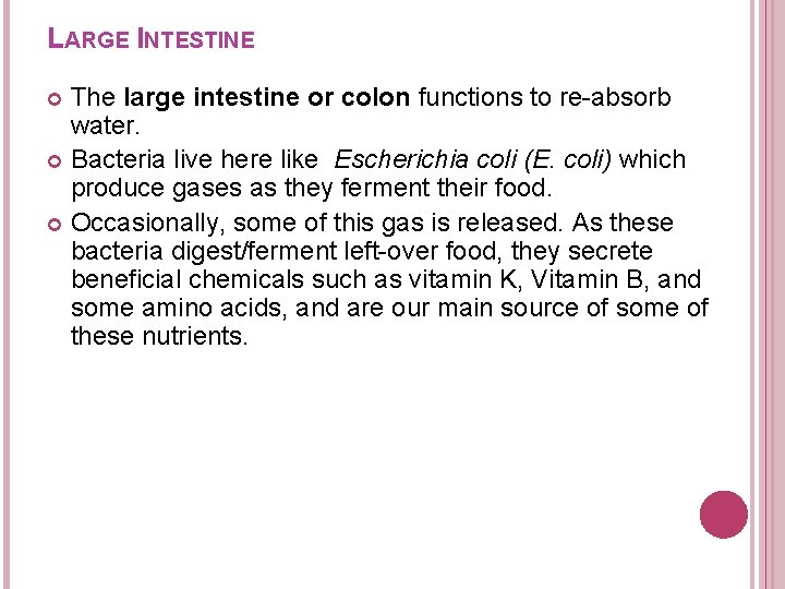 LARGE INTESTINE The large intestine or colon functions to re-absorb water. Bacteria live here LARGE INTESTINE The large intestine or colon functions to re-absorb water. Bacteria live here