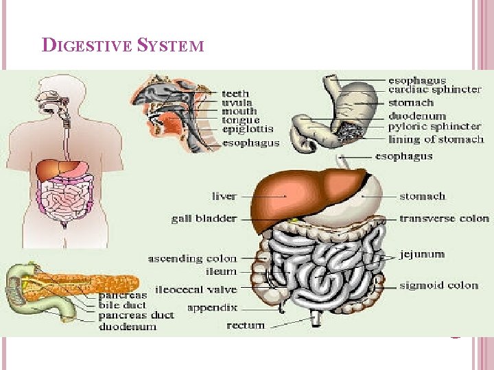 DIGESTIVE SYSTEM DIGESTIVE SYSTEM