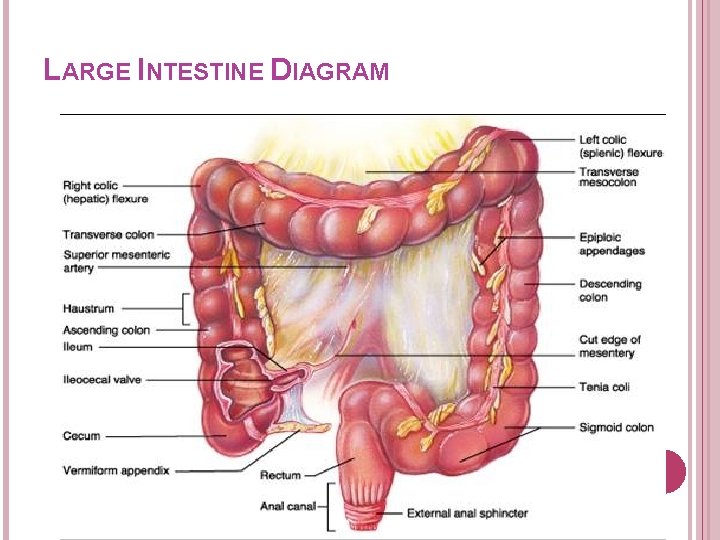 LARGE INTESTINE DIAGRAM LARGE INTESTINE DIAGRAM