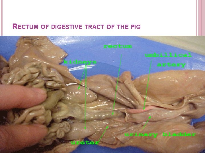 RECTUM OF DIGESTIVE TRACT OF THE PIG RECTUM OF DIGESTIVE TRACT OF THE PIG