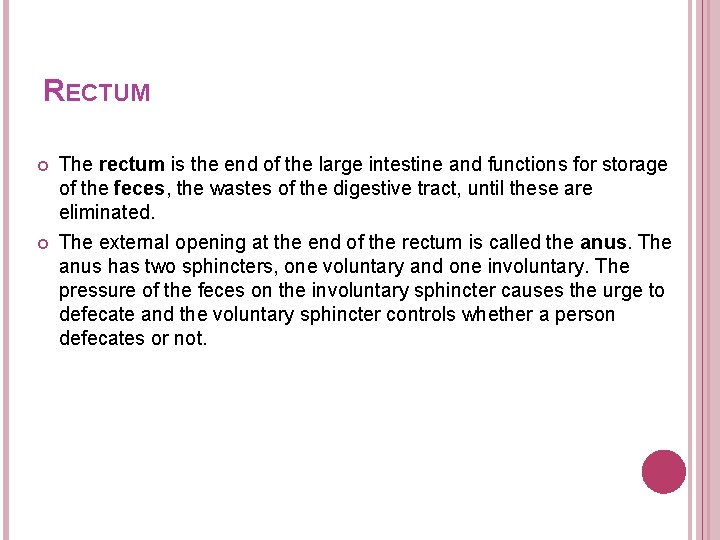 RECTUM The rectum is the end of the large intestine and functions for storage RECTUM The rectum is the end of the large intestine and functions for storage