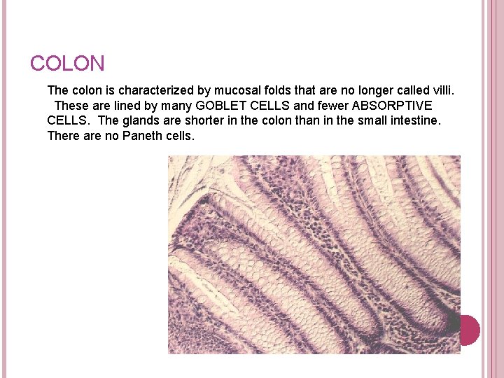 COLON The colon is characterized by mucosal folds that are no longer called villi. COLON The colon is characterized by mucosal folds that are no longer called villi.