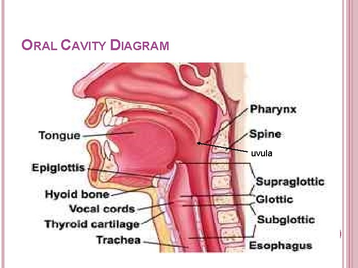 ORAL CAVITY DIAGRAM uvula ORAL CAVITY DIAGRAM uvula