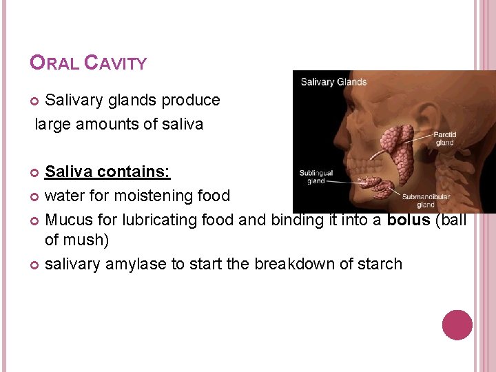 ORAL CAVITY Salivary glands produce large amounts of saliva Saliva contains: water for moistening ORAL CAVITY Salivary glands produce large amounts of saliva Saliva contains: water for moistening