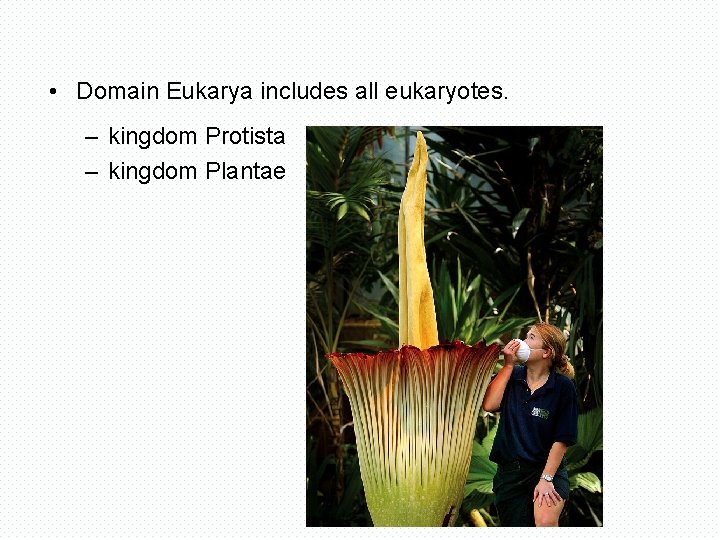  • Domain Eukarya includes all eukaryotes. – kingdom Protista – kingdom Plantae 