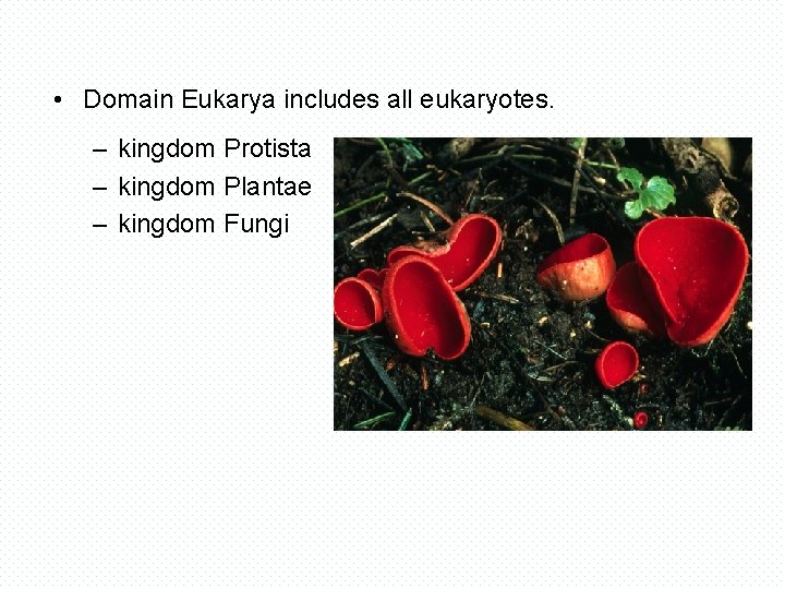  • Domain Eukarya includes all eukaryotes. – kingdom Protista – kingdom Plantae –