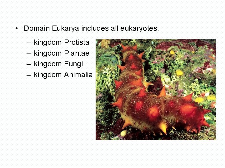  • Domain Eukarya includes all eukaryotes. – – kingdom Protista kingdom Plantae kingdom