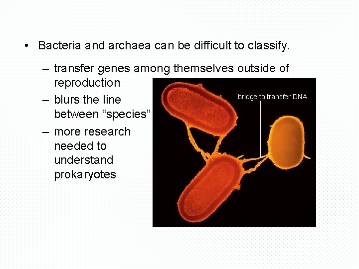  • Bacteria and archaea can be difficult to classify. – transfer genes among