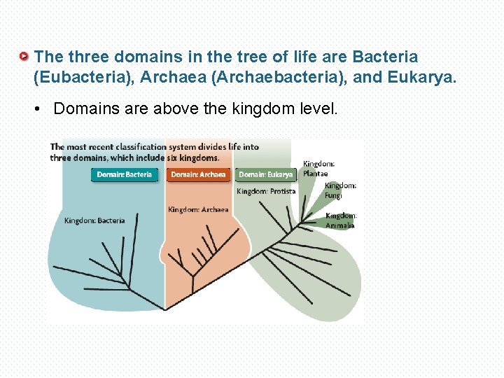 The three domains in the tree of life are Bacteria (Eubacteria), Archaea (Archaebacteria), and