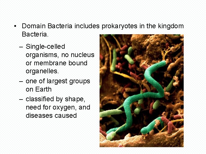  • Domain Bacteria includes prokaryotes in the kingdom Bacteria. – Single-celled organisms, no