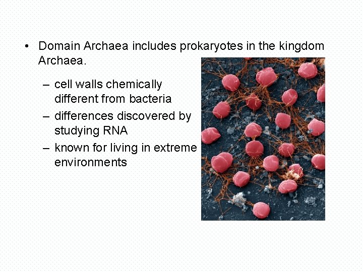  • Domain Archaea includes prokaryotes in the kingdom Archaea. – cell walls chemically