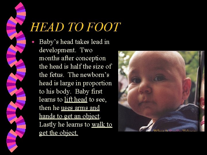 HEAD TO FOOT w Baby’s head takes lead in development. Two months after conception