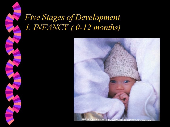 Five Stages of Development 1. INFANCY ( 0 -12 months) 